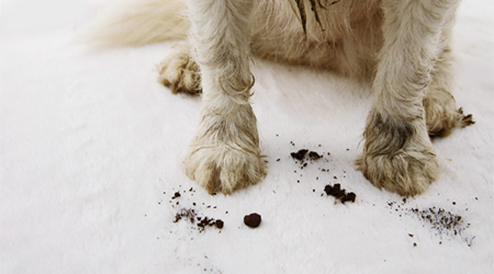 Area Rug Care Guide: How to Clean and Prevent Pet Stains and Odors