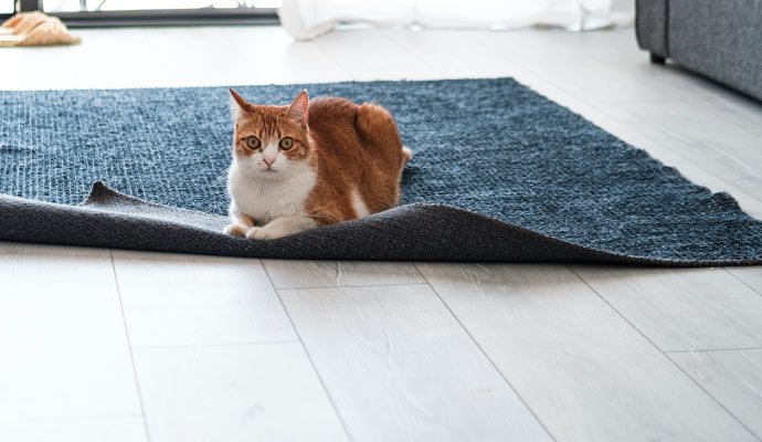 a cat scratching a rug