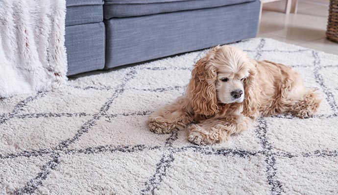 A pet sitting on a rug