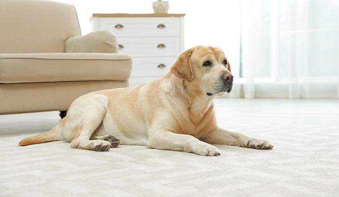 A pet sitting on carpet