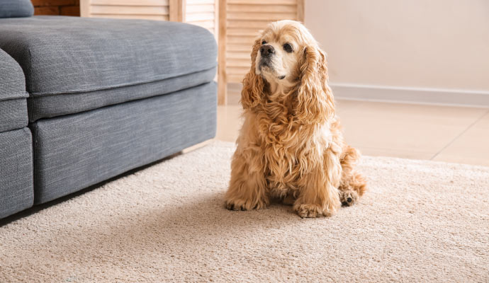 pet sitting on a rug