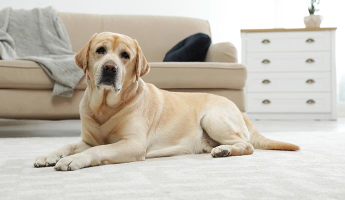 A dog lying on a rug in a living room